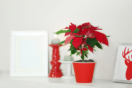 Christmas flower poinsettia and decorations on shelf, on light backgroundの写真素材
