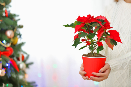 Woman holding pot with Christmas flower poinsettia, on light backgroundの写真素材