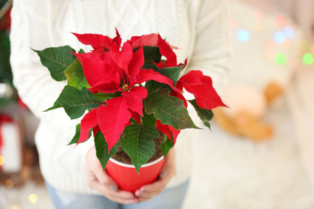 Woman holding pot with Christmas flower poinsettia, on light backgroundの写真素材