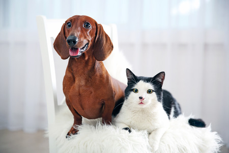 Beautiful cat and dachshund dog on chair, indoorの写真素材