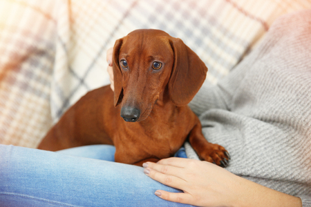 Woman with cute dachshund puppy on plaid backgroundの写真素材