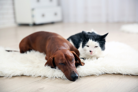 Beautiful cat and dachshund dog on rug, indoorの写真素材