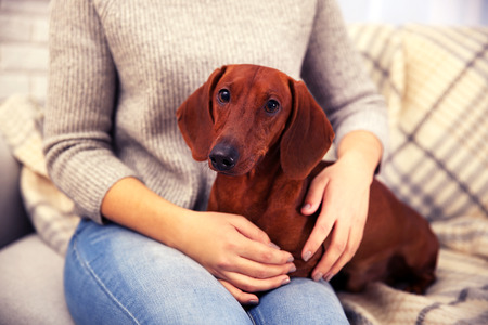 Woman with cute dachshund puppy on plaid backgroundの写真素材