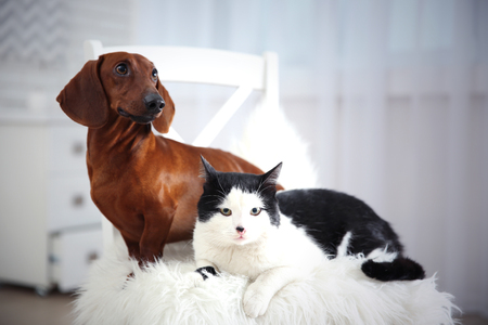 Beautiful cat and dachshund dog on chair, indoorの写真素材