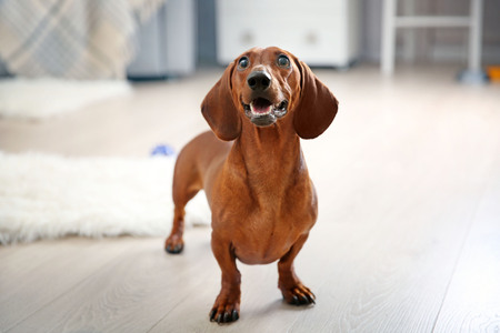 Dachshund dog playing in living roomの写真素材