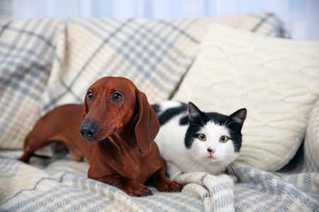 Beautiful cat and dachshund dog on plaidの写真素材