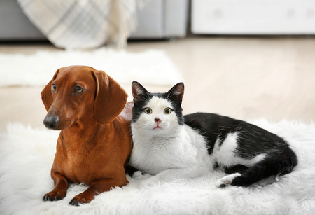 Beautiful cat and dachshund dog on rug, indoorの写真素材