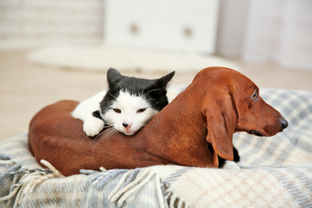 Beautiful cat and dachshund dog on plaidの写真素材