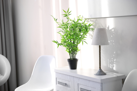 Modern chest with green plant in the roomの写真素材