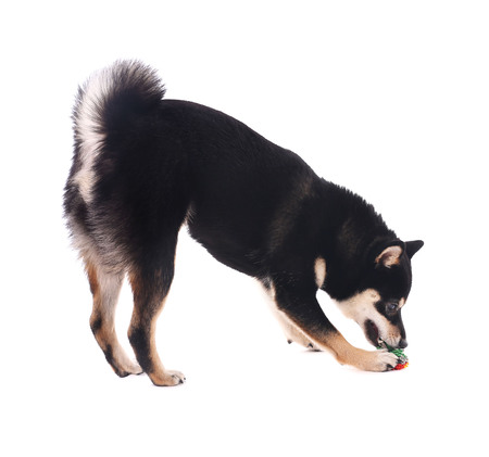 Siba inu dog playing with toy isolated on whiteの写真素材