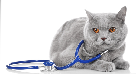 Short-hair grey cat with stethoscope isolated on white backgroundの写真素材