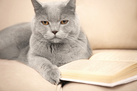 Beautiful grey cat on sofa with book, close upの写真素材