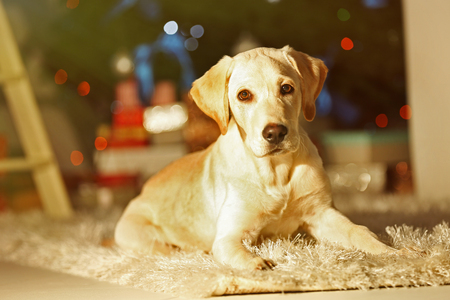 Beautiful Labrador retriever in decorated Christmas roomの写真素材