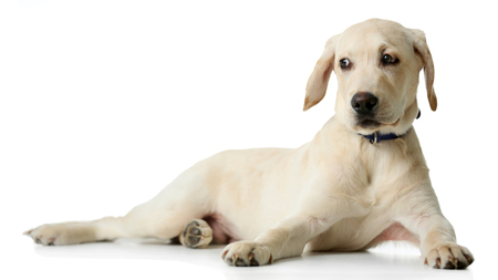 Beautiful Labrador retriever isolated on white backgroundの写真素材