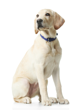Beautiful Labrador retriever isolated on white backgroundの写真素材