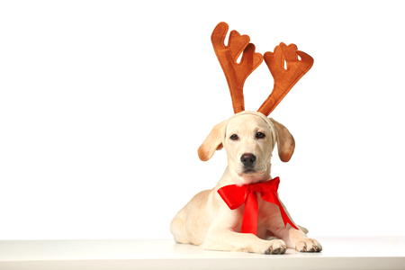 Beautiful Labrador retriever with red bow and decorative deer horns isolated on white backgroundの写真素材