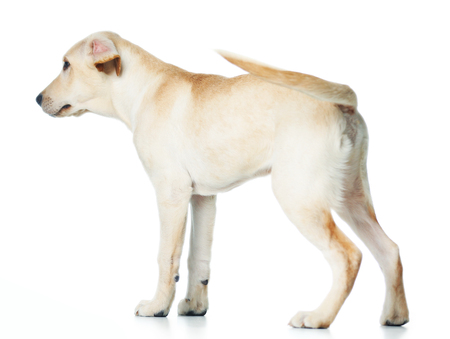 Beautiful Labrador retriever isolated on white backgroundの写真素材