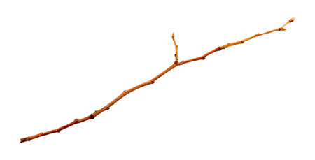Dry branch, isolated on whiteの写真素材