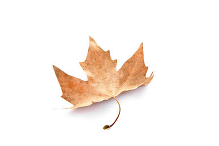 Dry maple leaf, isolated on white