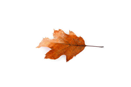 Dry leaf, isolated on white