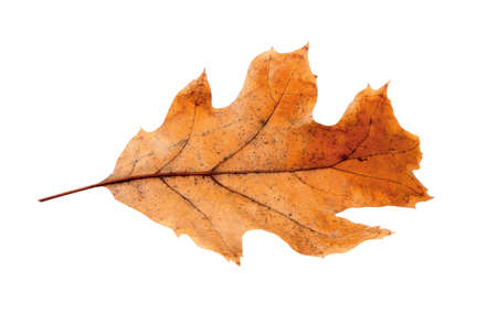 Dry leaf with pincers on white background
