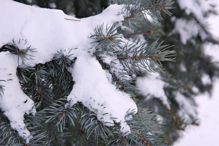 Snow-covered Christmas tree branches, closeup