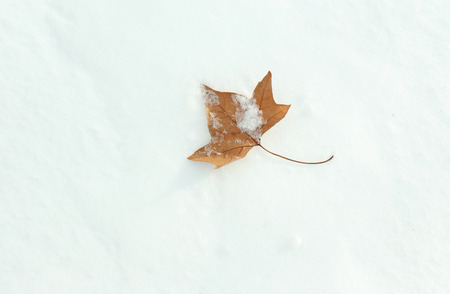 Beautiful brown leaf on natural snowdrift, close upの写真素材