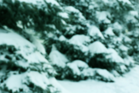 Winter background with snowy fir-trees