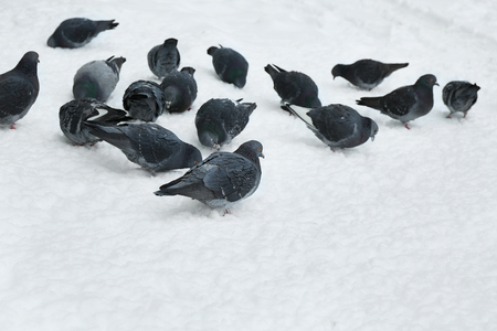 Pigeons on snow background, closeupの写真素材