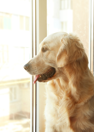 Golden retriever looking out the window at homeの写真素材