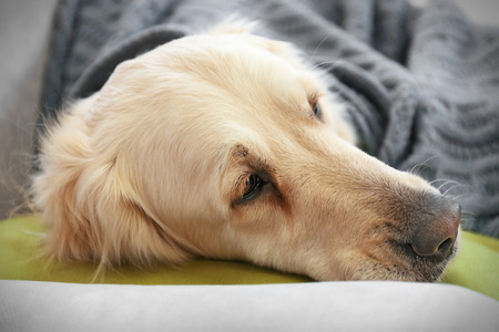 Golden retriever lying under the blanket on a sofa at home