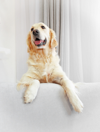 Golden retriever sitting on a sofa at homeの写真素材