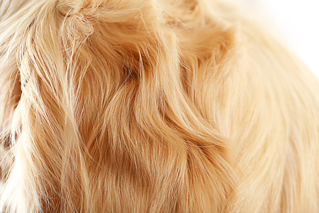 Fur of golden retriever, backgroundの写真素材