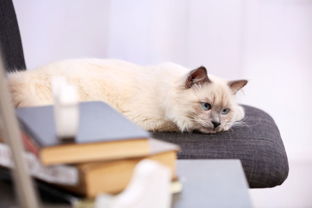Color-point cat lying on black chair in living room, close upの写真素材