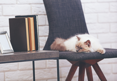 Color-point cat lying on black chair in living roomの写真素材