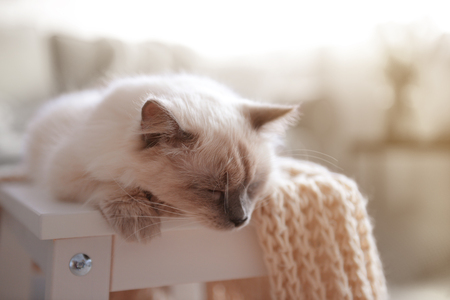 Color-point cat with scarf lying on white chair in living roomの写真素材