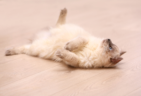 Color-point cat lying on wooden floor in living roomの写真素材