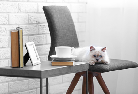Color-point cat lying on black chair in living roomの写真素材