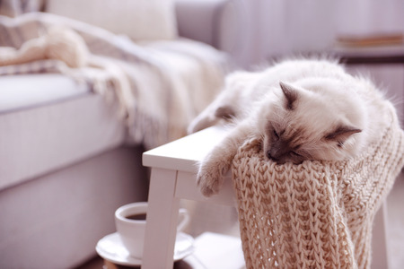 Color-point cat with scarf lying on white chair in living roomの写真素材