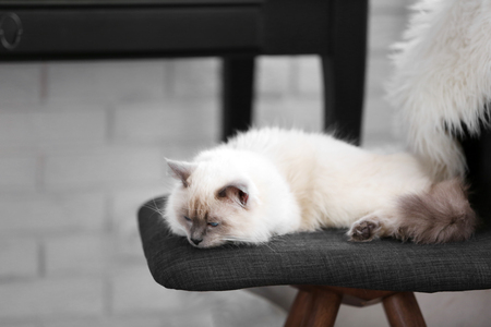 Color-point cat lying on black chair in living roomの写真素材