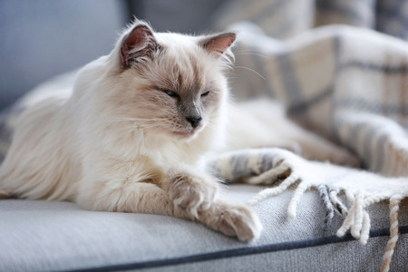 Color-point cat lying on a sofa in living room, close upの写真素材