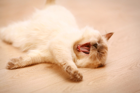 Color-point cat lying on wooden floor in living roomの写真素材