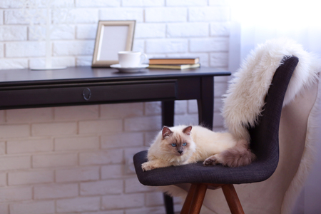 Color-point cat lying on black chair in living roomの写真素材