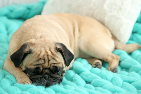Pug dog lying on blanketの写真素材