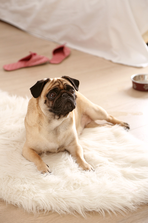 Pug dog lying on carpetの写真素材