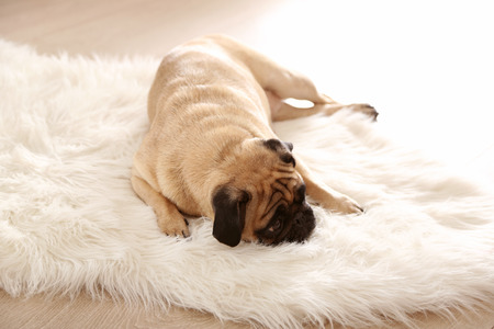 Pug dog lying on carpetの写真素材