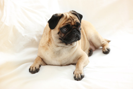 Pug dog sleeping in bedの写真素材