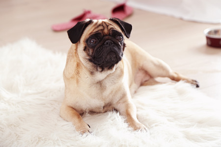 Pug dog lying on carpetの写真素材