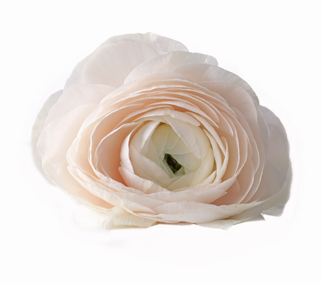 White buttercup on white background