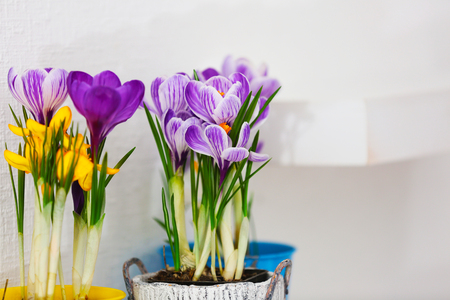 Beautiful crocus flowers on shelf, indoorsの写真素材